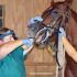 Equine Dental Care